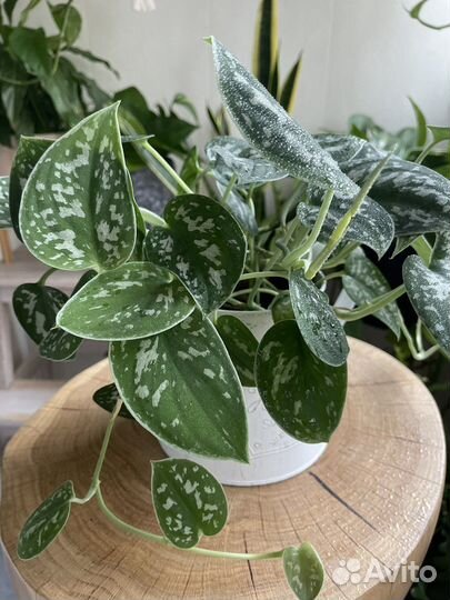 Сциндапсус/Эпипремнум Пиктус