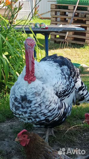 Инкубационое яйцо индюков