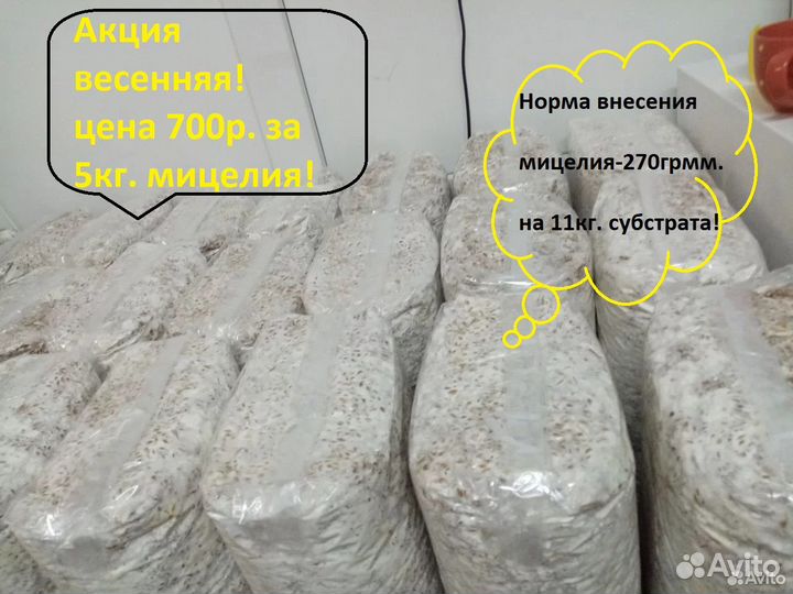 Мицелий (грибница) вешенки