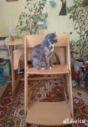 Растущий стул и парта(стол) Конек-горбунок+Полка