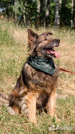 Собака из приюта. Можно в квартиру