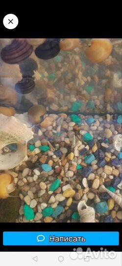 Улитки Ампулярии