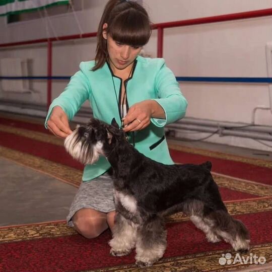 Цвергшнауцер щенки