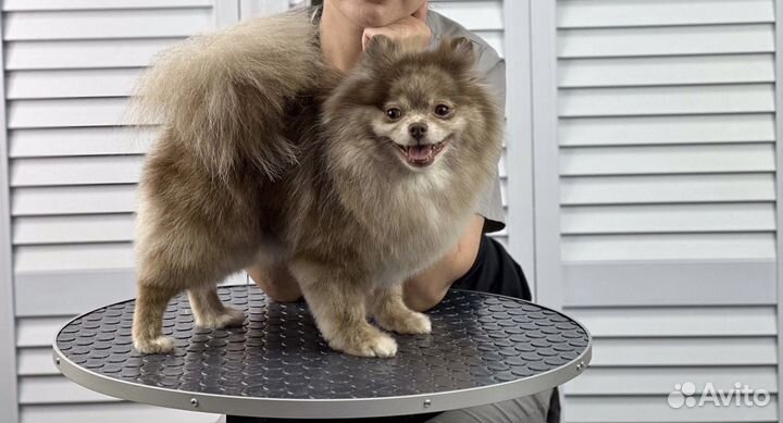 Груминг стрижка собак и кошек