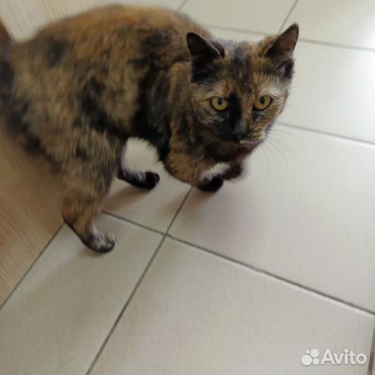 Отдадим кошечку в добрые руки