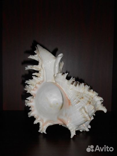 Морские раковины. Коралл