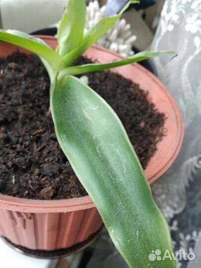 Растение золотой ус