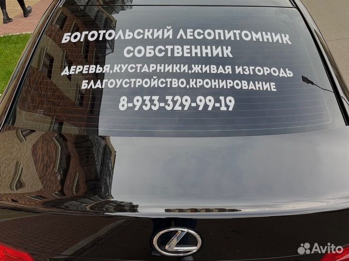 Рябина в Красноярске/Саженцы/Высадка