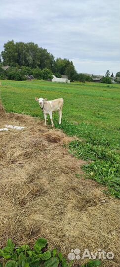 Продам телочку