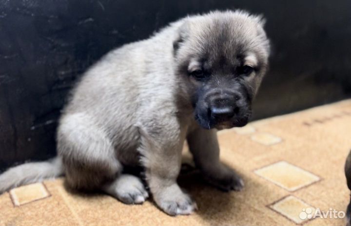 Настоящий Аборигенный Гампр-Щенки Эксклюзив