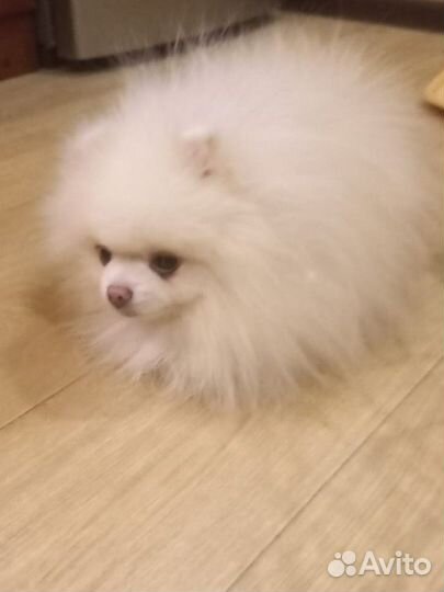 Шпиц кобель на вязку