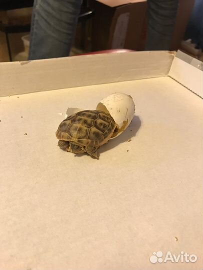 Черепашки домашнего разведения малыши