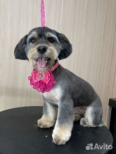 Собака ищет дом