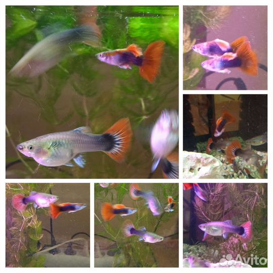 Теодоксус улитка,рыбки и растения