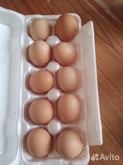 Яйцо домашнее