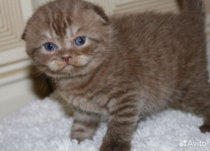 Шоколадные очаровашки, шотландские котята