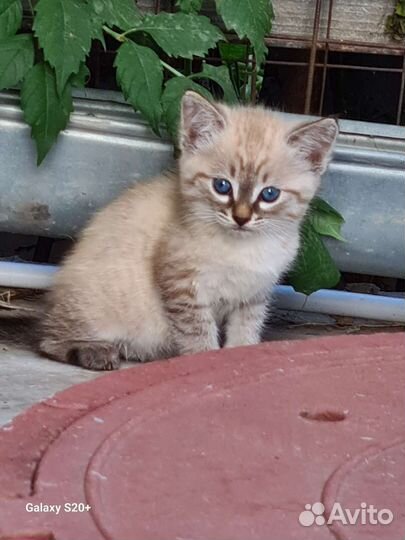 Котенок девочка в добрые руки