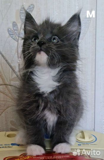 Мейн-кун котята