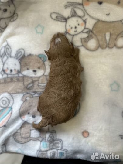 Мальтипу f1 super mini Мальчик