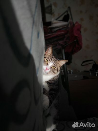 Одам в добрые руки кота