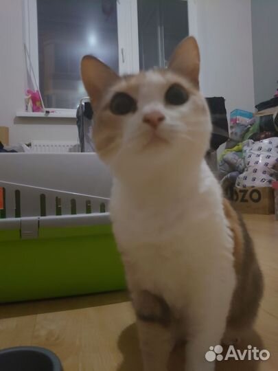 Кошка ищет дом