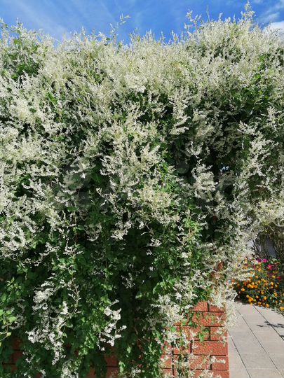 Дом 40 м² на участке 5,5 сот.