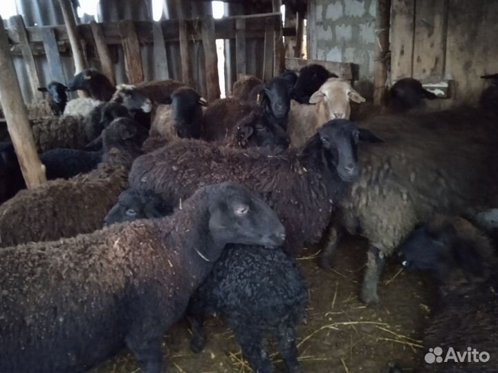 Овцы, бараны