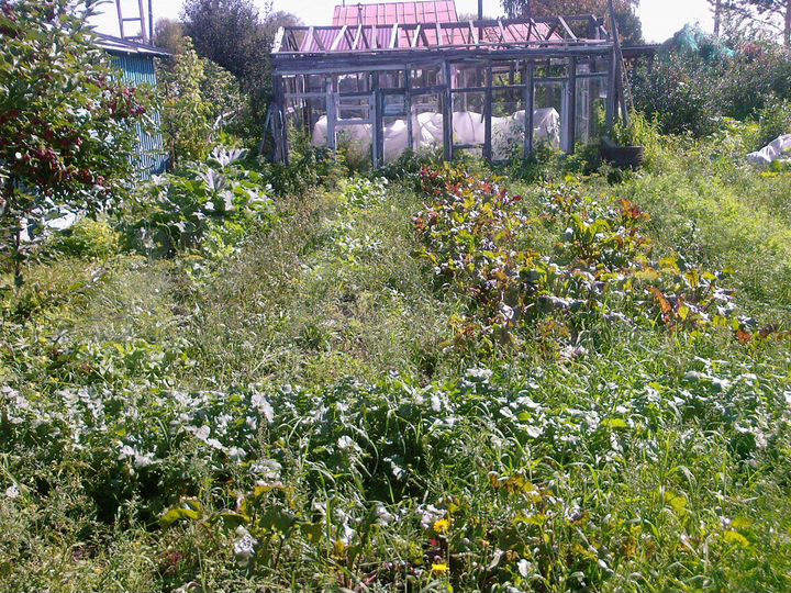 Дача 25 м² на участке 3,8 сот.