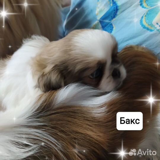 Щенки пекинеса