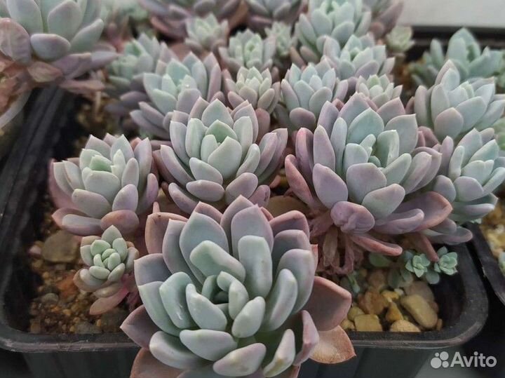 Суккуленты и другие растения 5