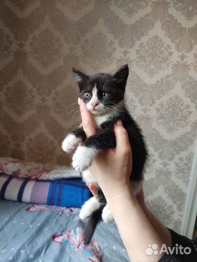 Котенок