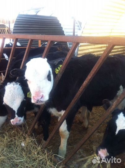 Телята бычки на доращивание