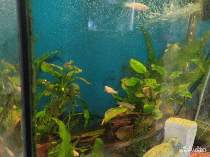 Аквариумы