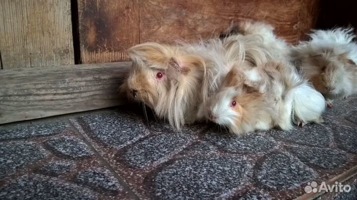 Продаю морских свинок