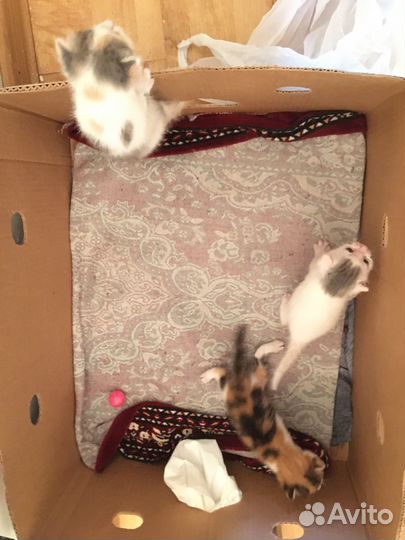Котята в добрые руки даром