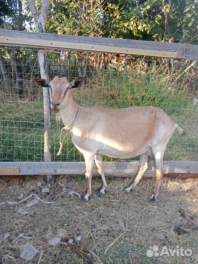 Козы, козлы