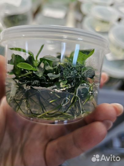 Растения аквариумные (меристемные и т.д.) Тайланд