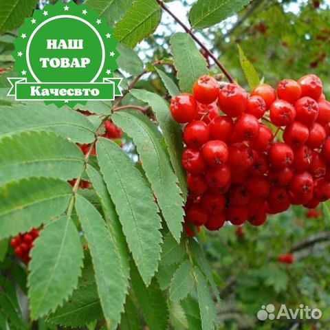 Саженцы Рябина Невеженская