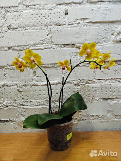 Жёлтые сортовые цветущие орхидеи
