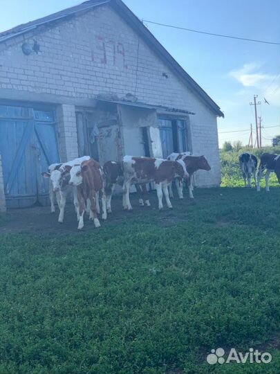 Фермерское хозяйство