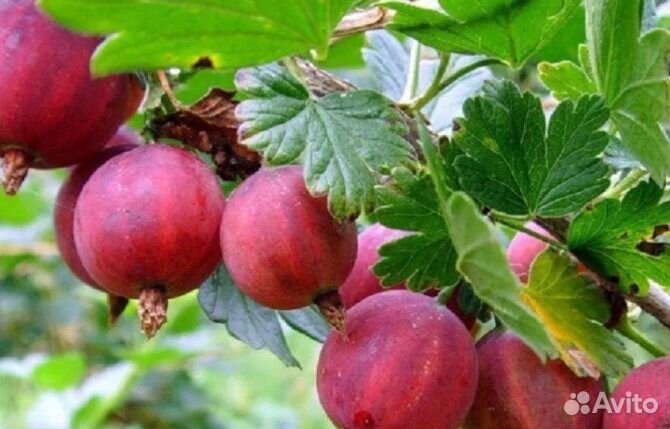 Саженцы крыжовника