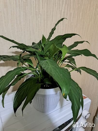 Спатифиллум