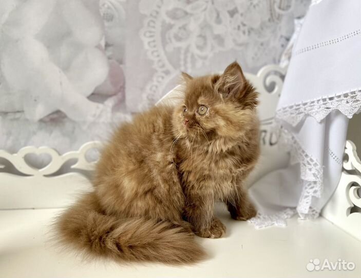 Британские котята