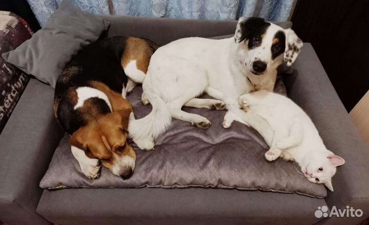 Диван-лежак для животных собак/кошек