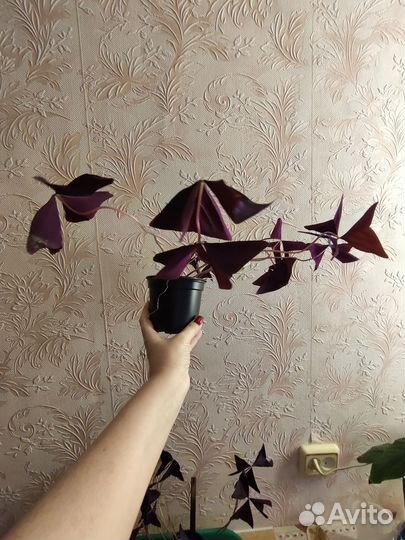 Комнатные цветы: кислица, индийский лук и др