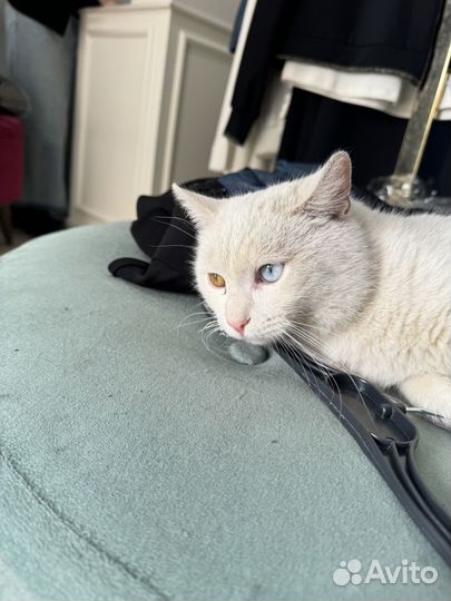 Коты в добрые руки