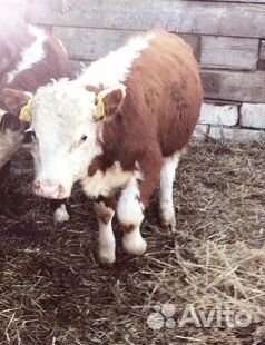 Телёнка домашнего