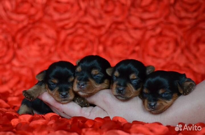 Чистокровные щенки Йорка