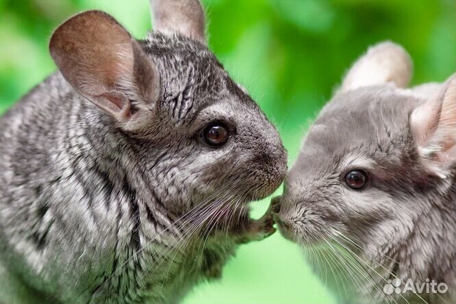 Передержка грызунов и птиц