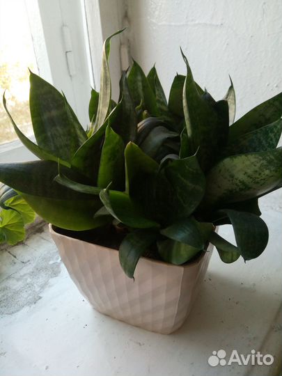 Цветок домашний Сансевиерия